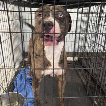 Mixed Breed Dogs Available for Adoption in Port Charlotte, Florida - 0496-D26 | PetCurious
