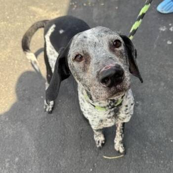 Avery -  Hound Dog for Adoption in Philadelphia, Pennsylvania - Avery | PetCurious