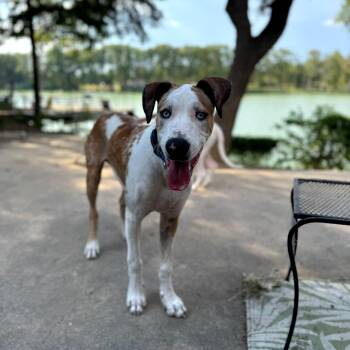 Rescue Catahoula Leopard Dog and Irish Wolfhound Dogs for Adoption in Seguin, Texas - Mr. Man | PetCurious