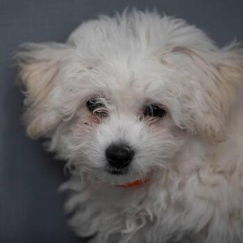 Willow (JN26-45) -  Bichon Frise Dog for Adoption in Peyton, Colorado - Willow (JN26-45) | PetCurious