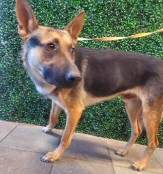 German Shepherd Dog and Mixed Breed Dogs Available for Adoption - 59270715 | PetCurious