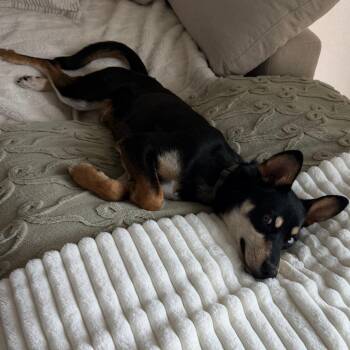 Aspen -  Australian Kelpie Dog Available for Adoption in Tempe, Arizona - Aspen | PetCurious