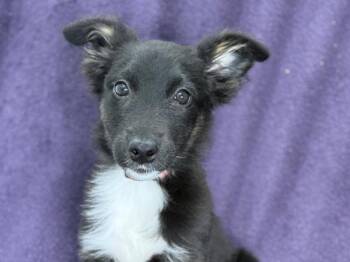 Jelly -  Shepherd and Mixed Breed Dog for Adoption in Portland, Oregon - Jelly | PetCurious