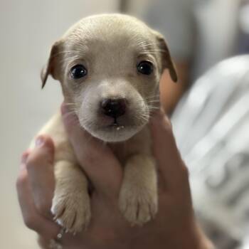 Glazed -  Mixed Breed Dog for Adoption in Columbia, South Carolina - Glazed | PetCurious