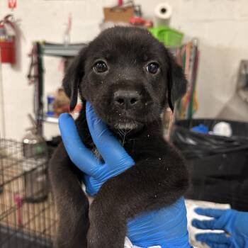 Mixed Breed Dogs Available for Adoption in Edinburg, Texas - Goofy | PetCurious