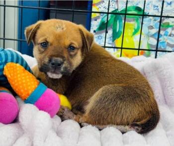 Jessie -  Labrador Retriever Dog for Adoption in Sedalia, Colorado - Jessie | PetCurious