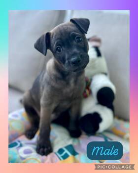 Labrador Retriever Dogs Available for Adoption - Buster | PetCurious