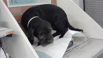 Schnauzer and Mixed Breed Dogs Available for Adoption - NEW KID | PetCurious