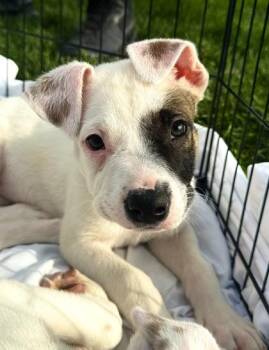 Garth -  Pit Bull Terrier and Mixed Breed Dog for Adoption in Missoula, Montana - Garth | PetCurious