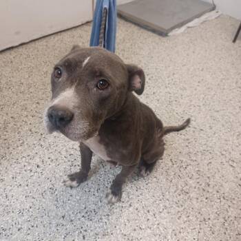 Fika -  American Staffordshire Terrier and Mixed Breed Dog for Adoption in Hattiesburg, Mississippi - Fika | PetCurious