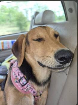 Willow -  Anatolian Shepherd and Doberman Pinscher Dog for Adoption in Paoli, Indiana - Willow | PetCurious