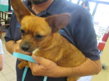 Chihuahua and Mixed Breed Dogs Available for Adoption in Ocala, Florida - A381398 | PetCurious