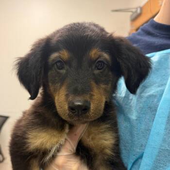 Pietro Maxioff -  Mixed Breed Dog for Adoption in Charleston, West Virginia - Pietro Maxioff | PetCurious