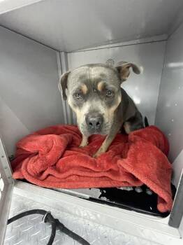 Mixed Breed Dogs Available for Adoption - BOWIE | PetCurious