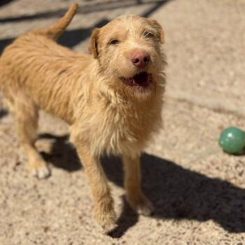 Shar Pei and Wirehaired Terrier Dogs Available for Adoption in Fort Smith, Arkansas - Susan | PetCurious