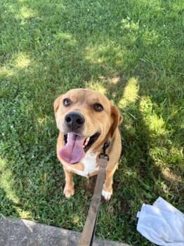 Beagle Dogs Available for Adoption - Zoe (Courtesy Post) | PetCurious