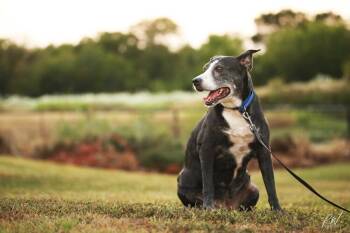 Rescue Border Collie Dogs for Adoption in Emory, Texas - Kori | PetCurious