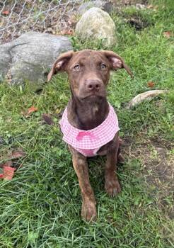 Gravy -  Terrier Dog for Adoption in Pomona, New York - Gravy | PetCurious