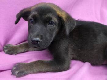 Fernando -  German Shepherd Dog Dog for Adoption in Thief River Falls, Minnesota - Fernando | PetCurious