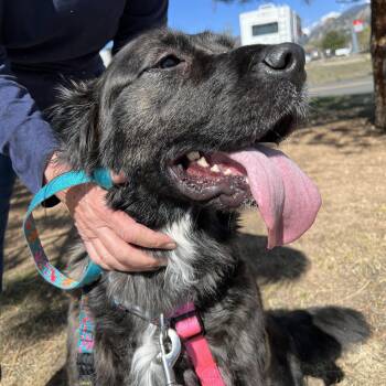 Anatolian Shepherd and Golden Retriever Dogs Available for Adoption in Estes Park, Colorado - Joplin | PetCurious