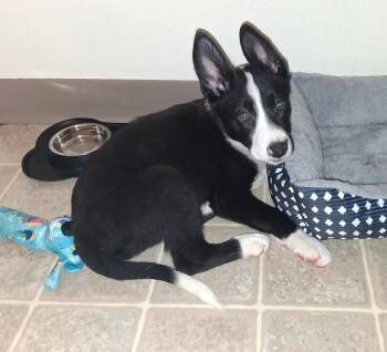 Bella -  Mixed Breed Dog Available for Adoption in Madison, Wisconsin - Bella | PetCurious