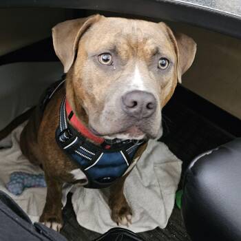 Doug -  American Bulldog Dog for Adoption in Benton Harbor, Michigan - Doug | PetCurious