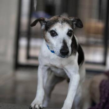 Levi (AG26-59) -  Jack Russell Terrier Dog for Adoption in Peyton, Colorado - Levi (AG26-59) | PetCurious