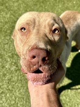 Mixed Breed Dogs Available for Adoption in Wichita, Kansas - Red | PetCurious