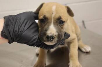 BIRDIE -  Mixed Breed Dog for Adoption in Columbia, South Carolina - BIRDIE | PetCurious