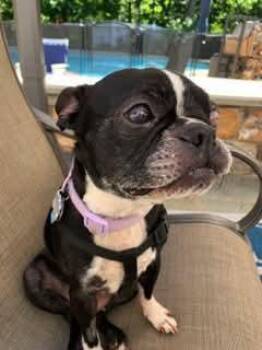 Ruby -  Boston Terrier Dog for Adoption in New York, New York - Ruby | PetCurious