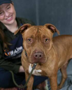 Luminelle -  Mixed Breed Dog for Adoption in Chamblee, Georgia - Luminelle | PetCurious