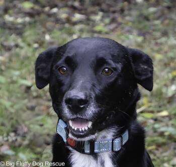 Rescue Border Collie and Pit Bull Terrier Dogs for Adoption in Nashville, Tennessee - Oreo | PetCurious