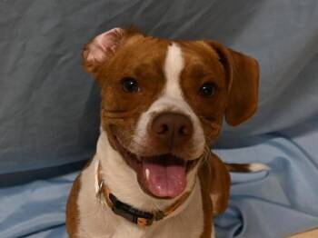 Beagle and Boston Terrier Dogs Available for Adoption in Portland, Oregon - Pringles | PetCurious