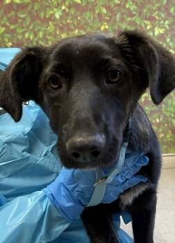 Shepherd and Mixed Breed Dogs Available for Adoption - Destiny | PetCurious