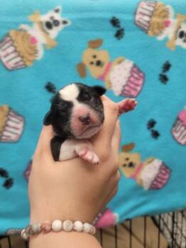 Jasmine -  Labrador Retriever and Border Collie Dog for Adoption in Republic, Missouri - Jasmine | PetCurious