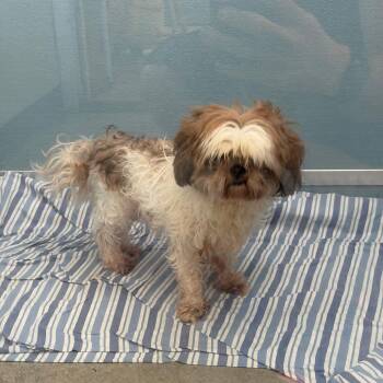 Angel 6486 -  Shih Tzu Dog for Adoption in Uniontown, Pennsylvania - Angel 6486 | PetCurious