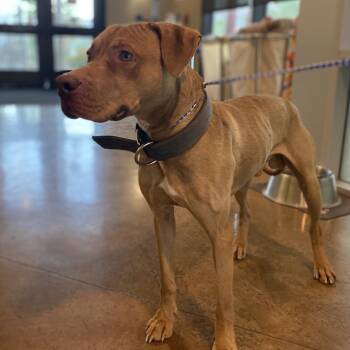 Rescue Mixed Breed Dogs for Adoption in Palm Springs, California - Connor | PetCurious