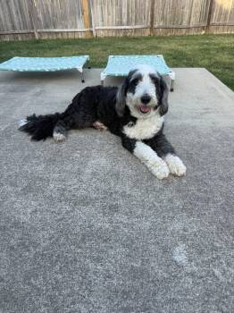 RAIN (PA) -  Sheepadoodle Dog for Adoption in Klein, Texas - RAIN (PA) | PetCurious