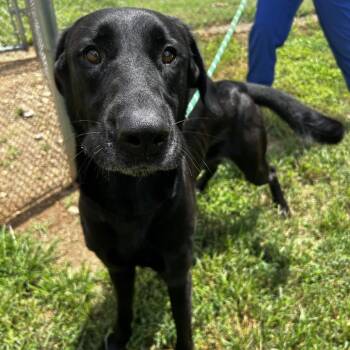 Dharma -  Mixed Breed Dog for Adoption in Greenville, South Carolina - Dharma | PetCurious