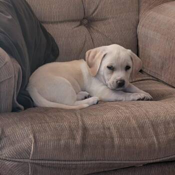 Jamie -  Mixed Breed Dog for Adoption in Greece, New York - Jamie | PetCurious