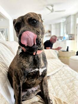 Rescue Terrier Dogs for Adoption in Lawrence, Indiana - POPPY | PetCurious