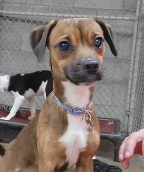 Rescue Puggle and Beagle Dogs for Adoption in Cambridge, Ohio - PEBBLES | PetCurious