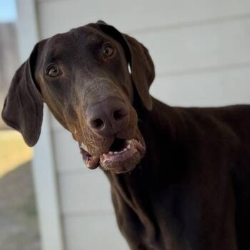 Yeager III YC -  Doberman Pinscher Dog for Adoption in Austin, Texas - Yeager III YC | PetCurious