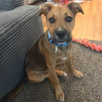 Butter -  German Shepherd Dog and Mixed Breed Dog for Adoption in Buffalo, Minnesota - Butter | PetCurious