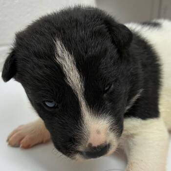 Sako -  Shepherd and Mixed Breed Dog for Adoption in Corpus Christi, Texas - Sako | PetCurious