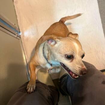 Blanca -  Chihuahua Dog for Adoption in Port Angeles, Washington - Blanca | PetCurious