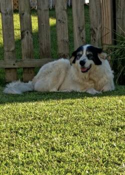 Tabitha -  Great Pyrenees Dog for Adoption in Wando, South Carolina - Tabitha | PetCurious