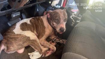 Rescue Pit Bull Terrier and Mixed Breed Dogs for Adoption in Ocala, Florida - RUNE | PetCurious