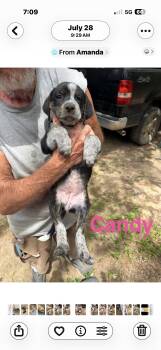 Candy -  Australian Shepherd and Labrador Retriever Dog for Adoption - Candy | PetCurious