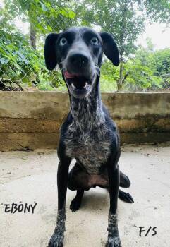 Rescue Labrador Retriever Dogs for Adoption in Milford, New Hampshire - Ebony | PetCurious